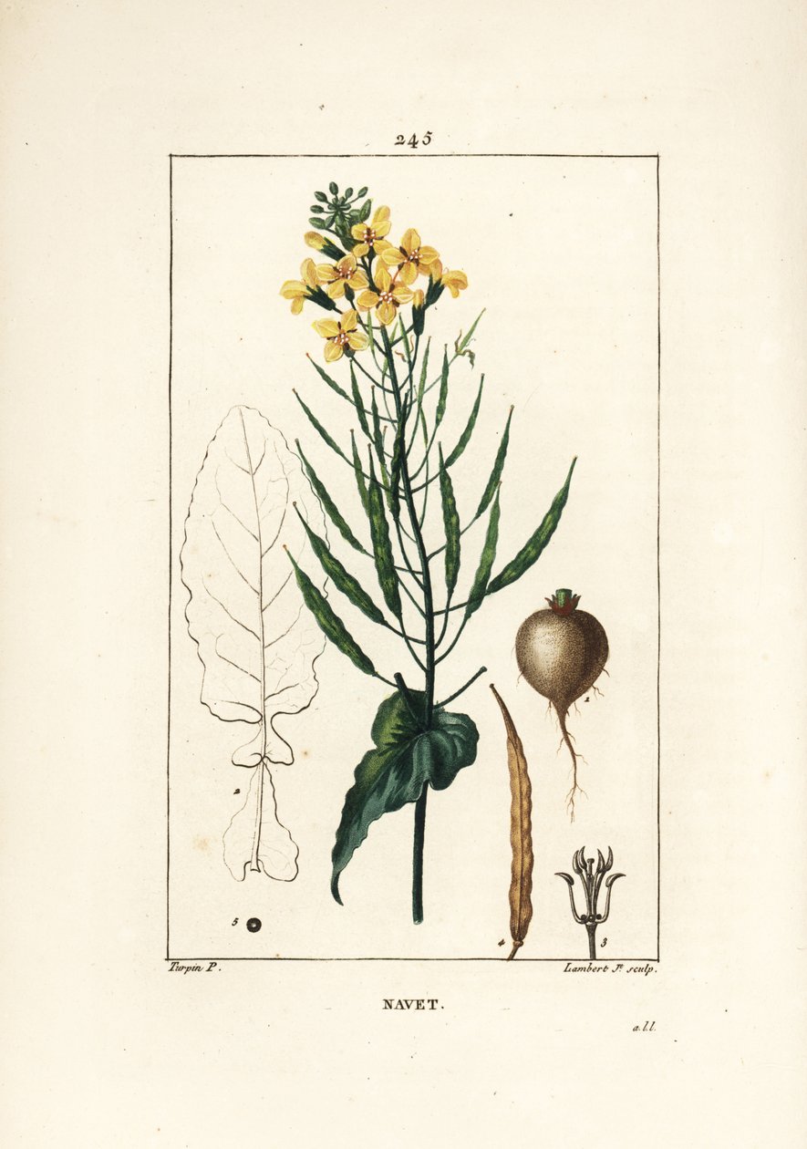 Rapeseed (from 