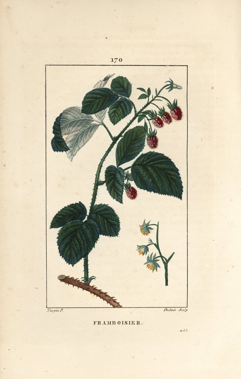 Raspberry by Pierre Jean Francois Turpin