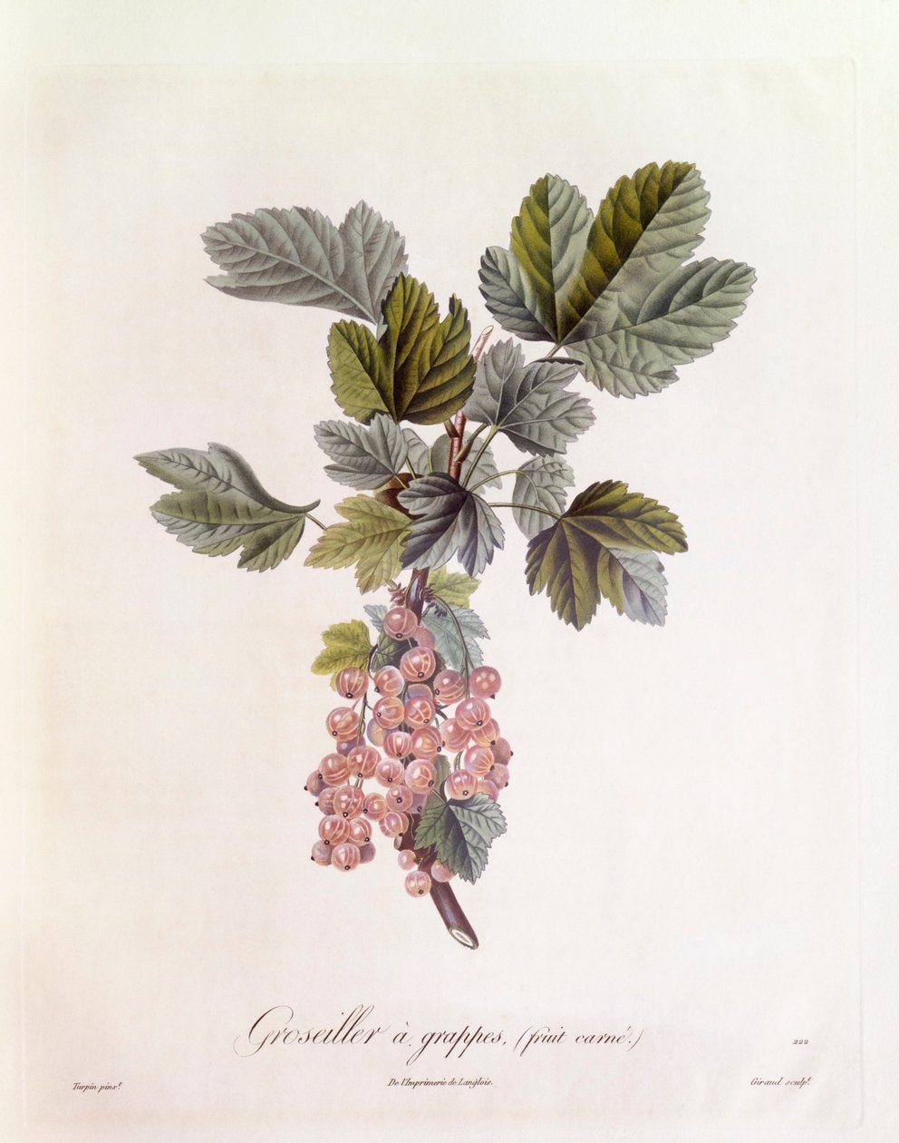 Red currant (Ribes rubrum), botanical plate by Pierre Jean Francois Turpin by Pierre Jean Francois Turpin