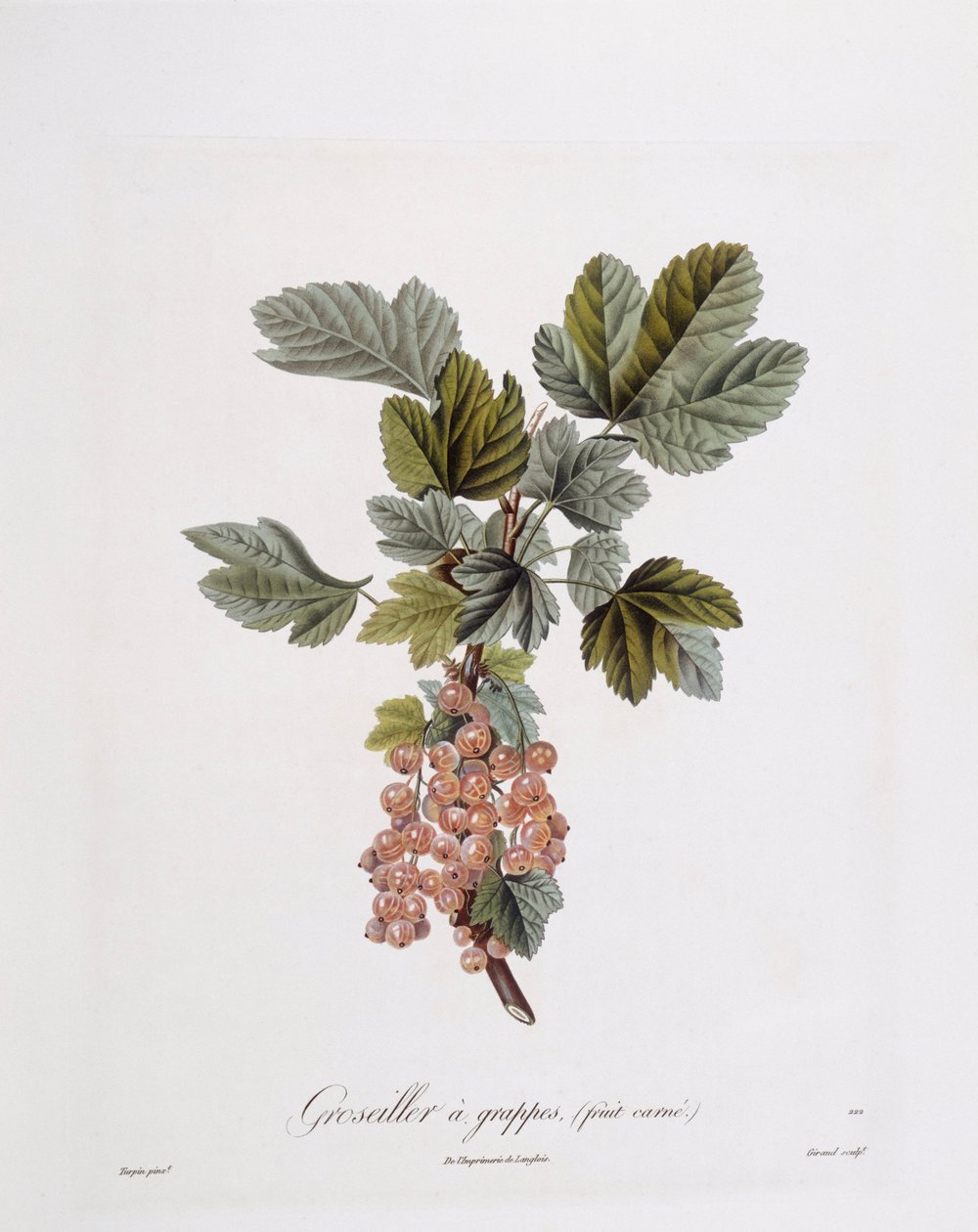 Red Currant (Ribes rubrum), botanical plate by Pierre Jean Francois Turpin by Pierre Jean Francois Turpin