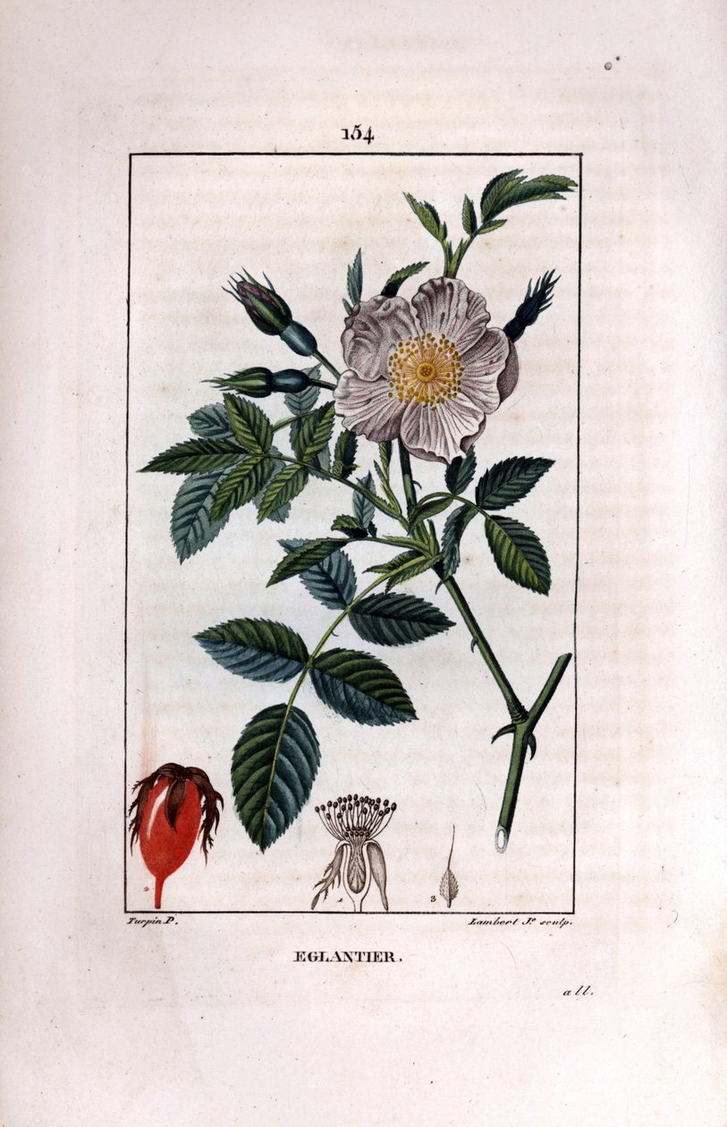 Rosehip Branch with Berry and Rose by Pierre Jean Francois Turpin
