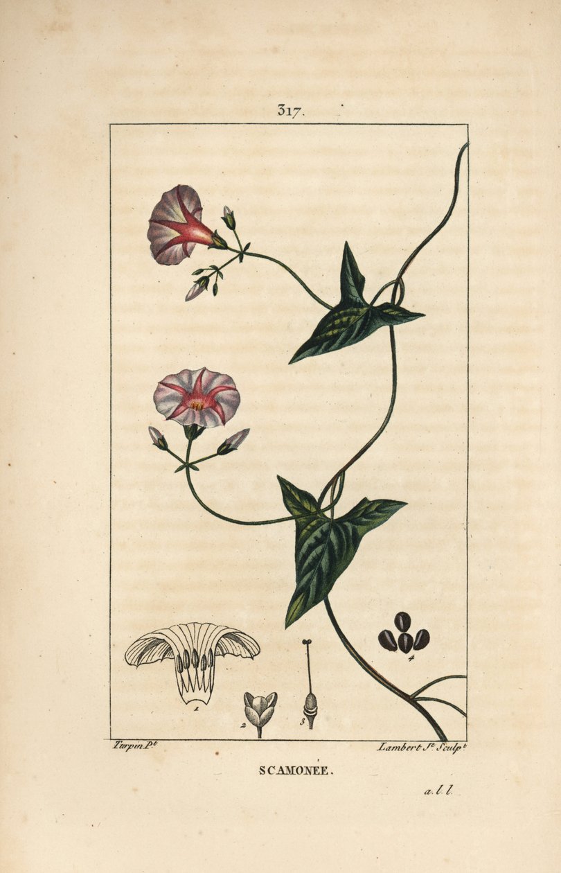 Scammony, Convolvulus Scammonia by Pierre Jean Francois Turpin