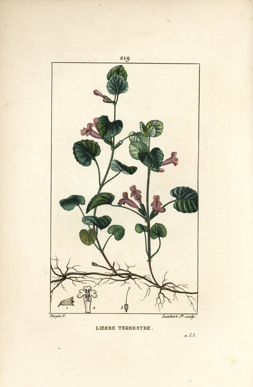 Terrestrial Ivy - Ground ivy, Hedera terrestris by Pierre Jean Francois Turpin