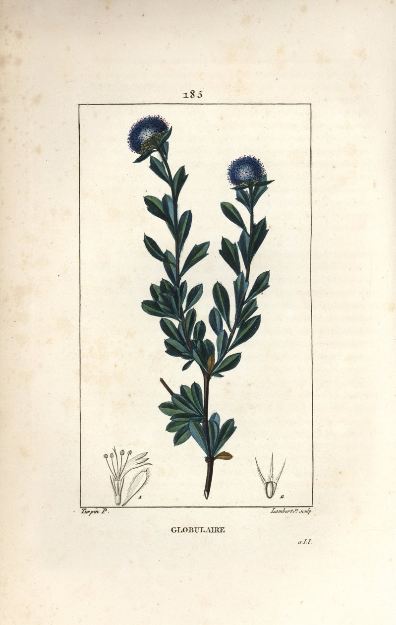 Variete of globular - Three tooth leaved globularia, Globularia fruticosa by Pierre Jean Francois Turpin