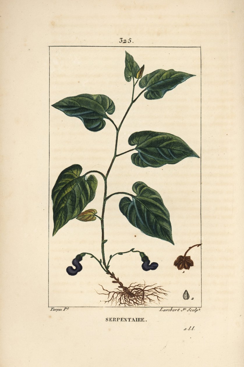 Virginia Snakeroot by Pierre Jean Francois Turpin