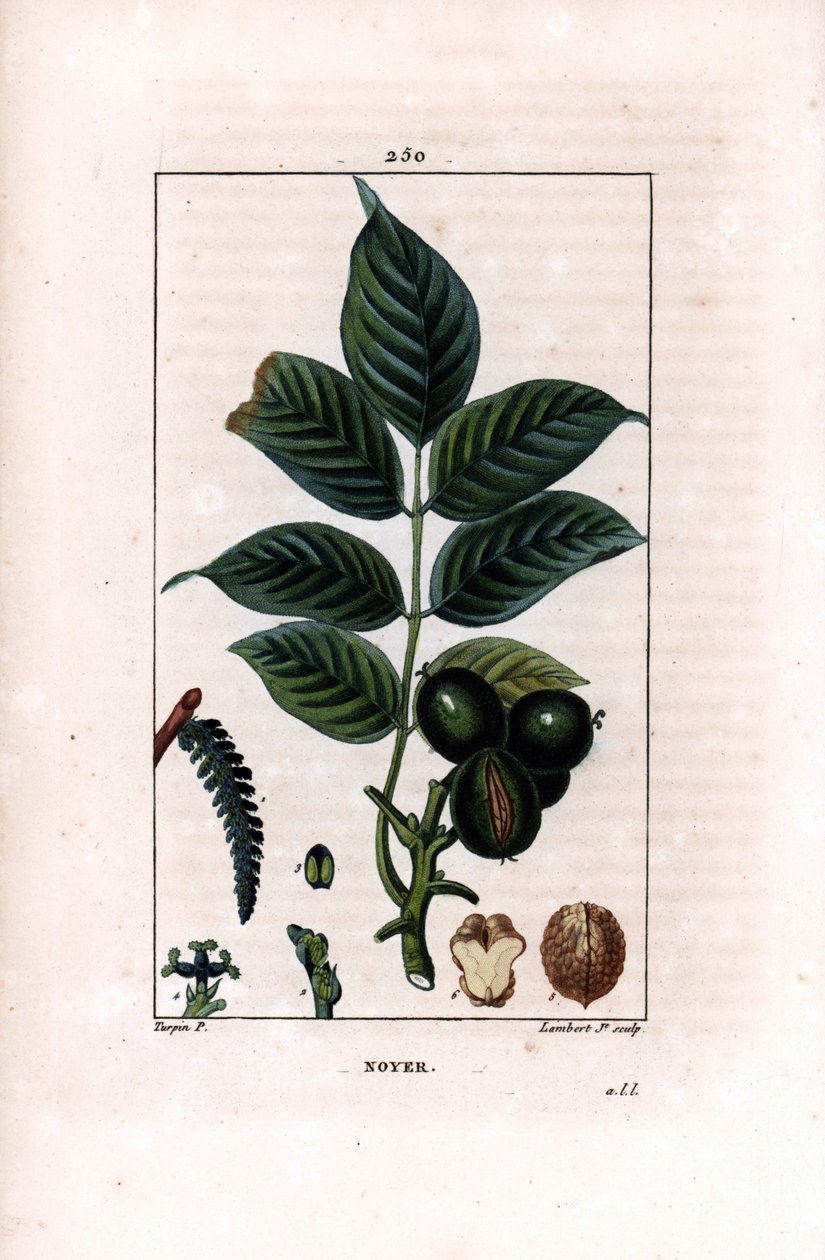 Walnut branch with nuts - Walnut tree, Juglans regia, with branch, leaves, ripe fruit, nut in shell and in section by Pierre Jean Francois Turpin