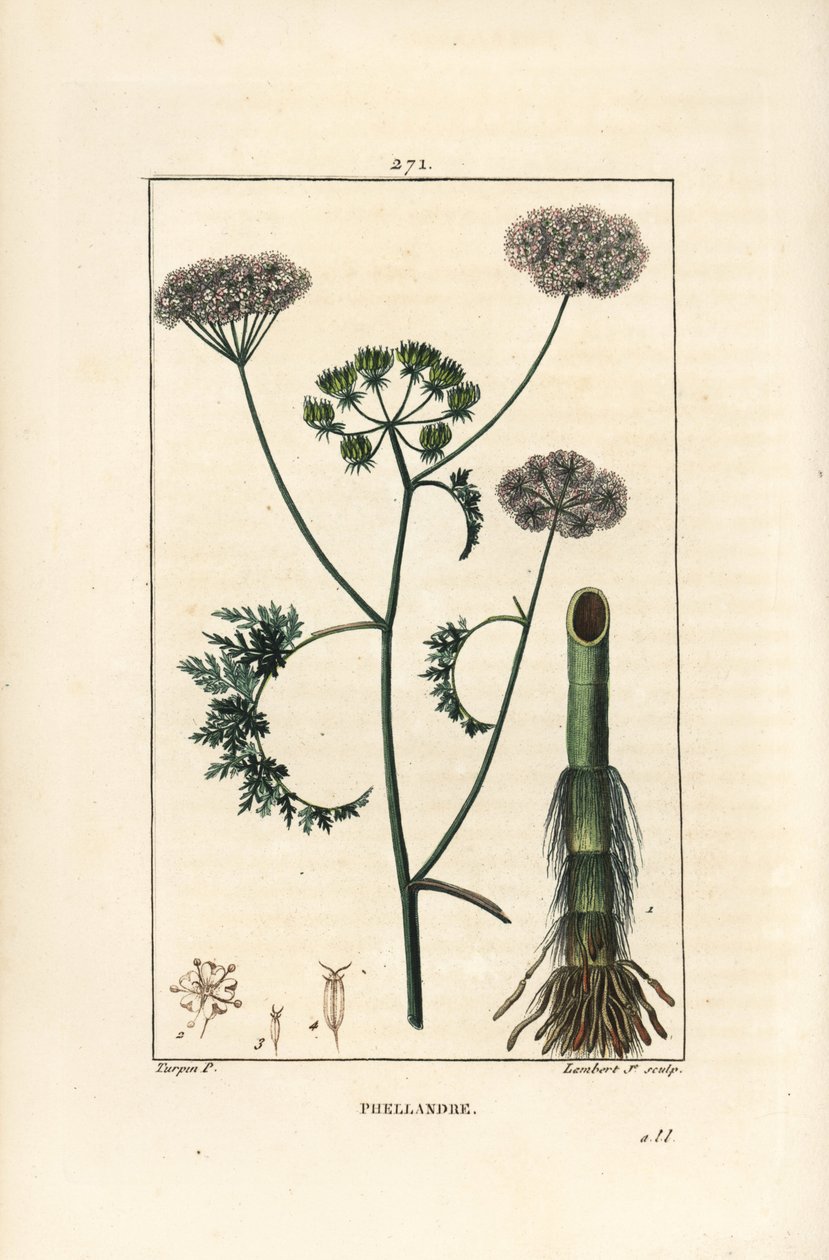 Water Hemlock, Oenanthe Aquatica by Pierre Jean Francois Turpin