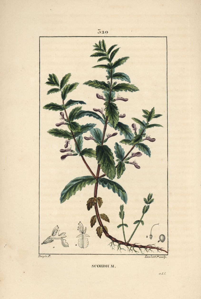 Water germandree - Water germander, Teucrium scordium, showing flower, leaf, stalk and roots by Pierre Jean Francois Turpin