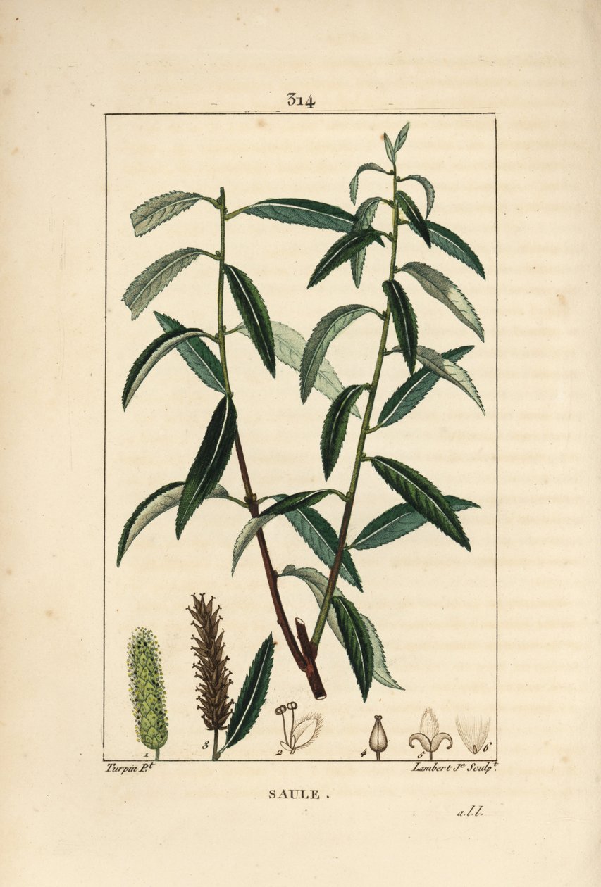 White or Silver Willow, White Wicker - White willow tree, Salix alba, with leaf, flower, male and female catkins, fruit and seed by Pierre Jean Francois Turpin
