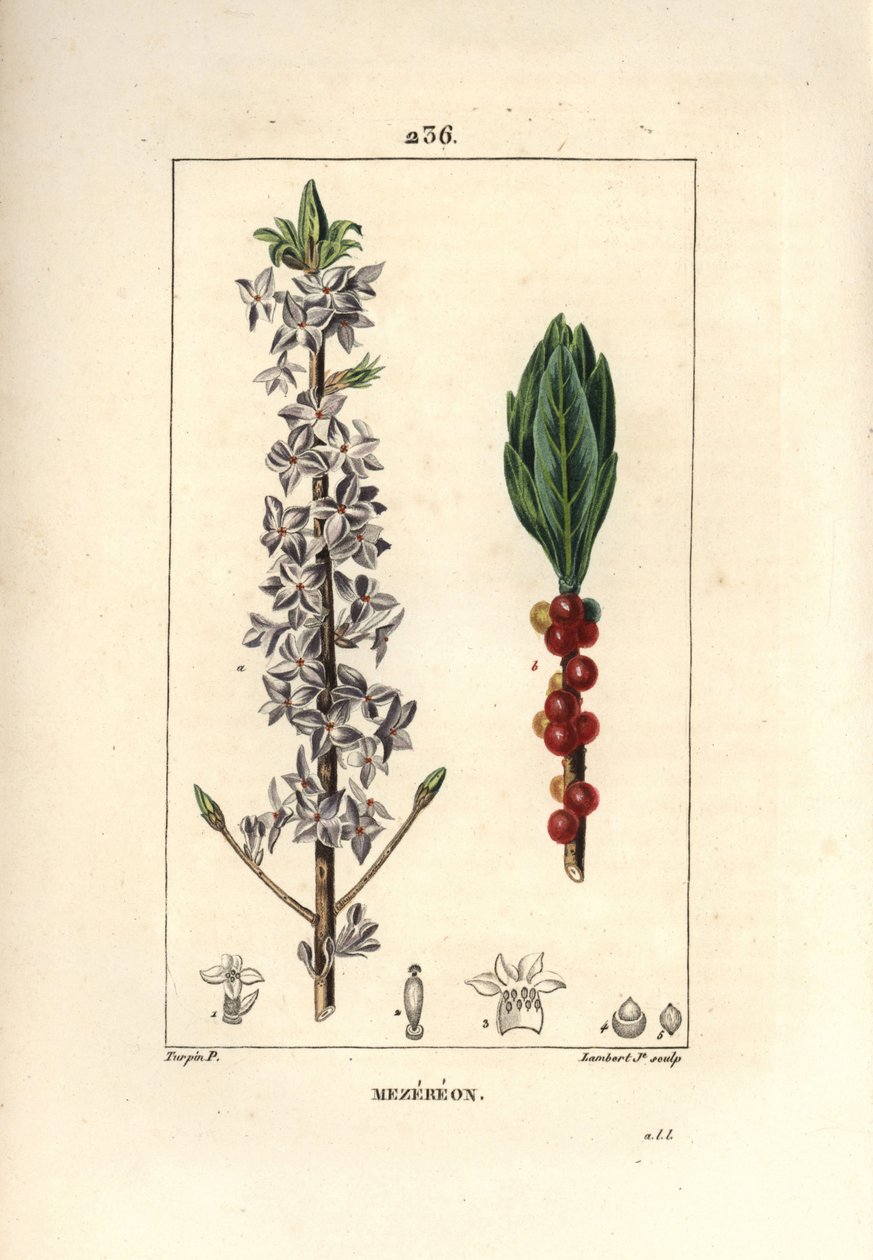 Mezereon, Daphne mezereum by Pierre Jean Francois Turpin