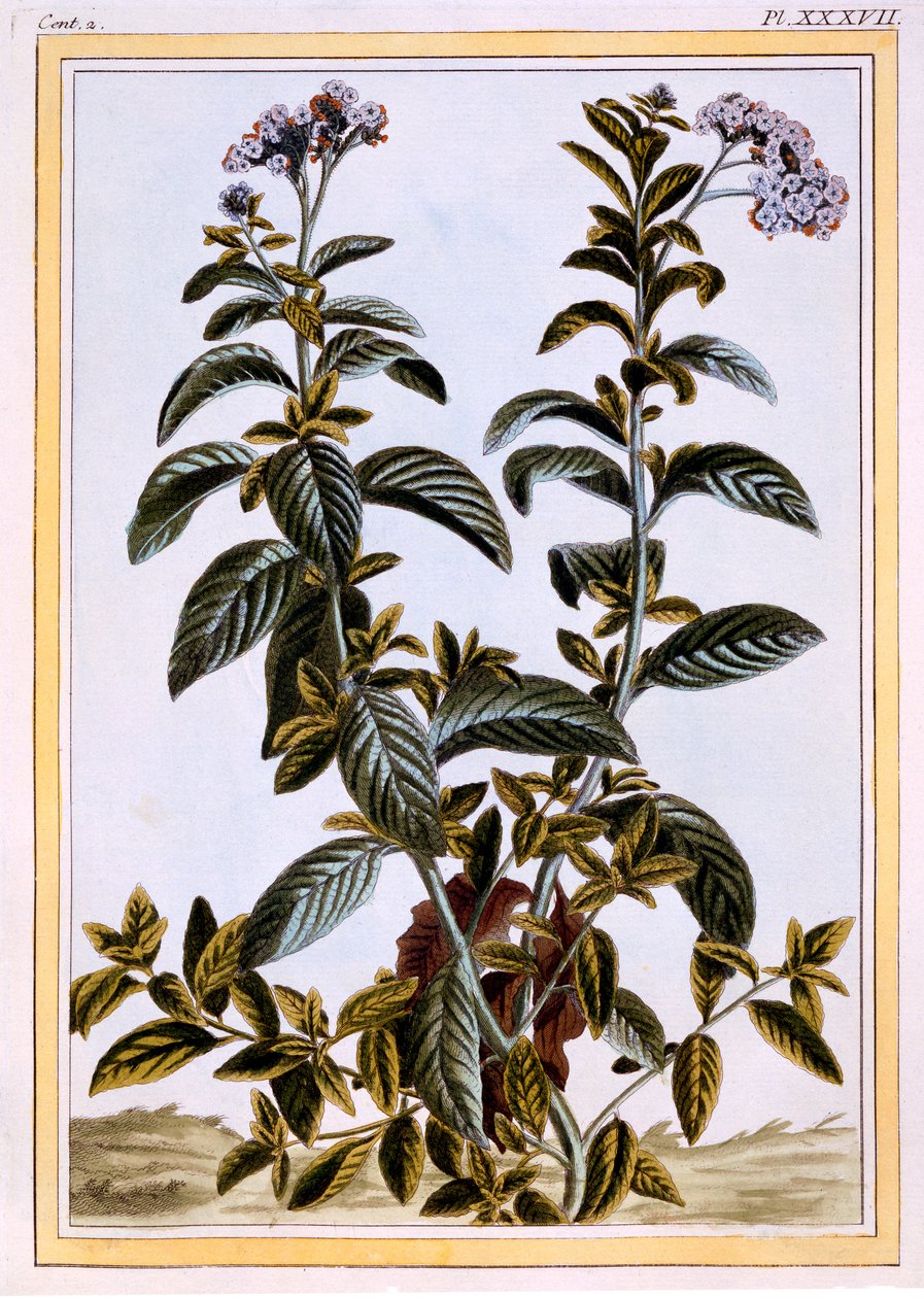Heliotrope or Cherry-pie, c.1766 by Pierre Joseph Buchoz