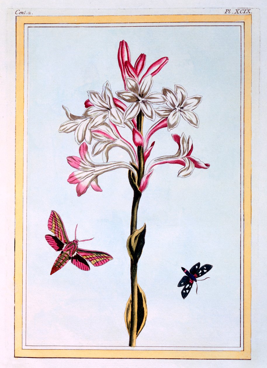 The Tuberose by Pierre Joseph Buchoz