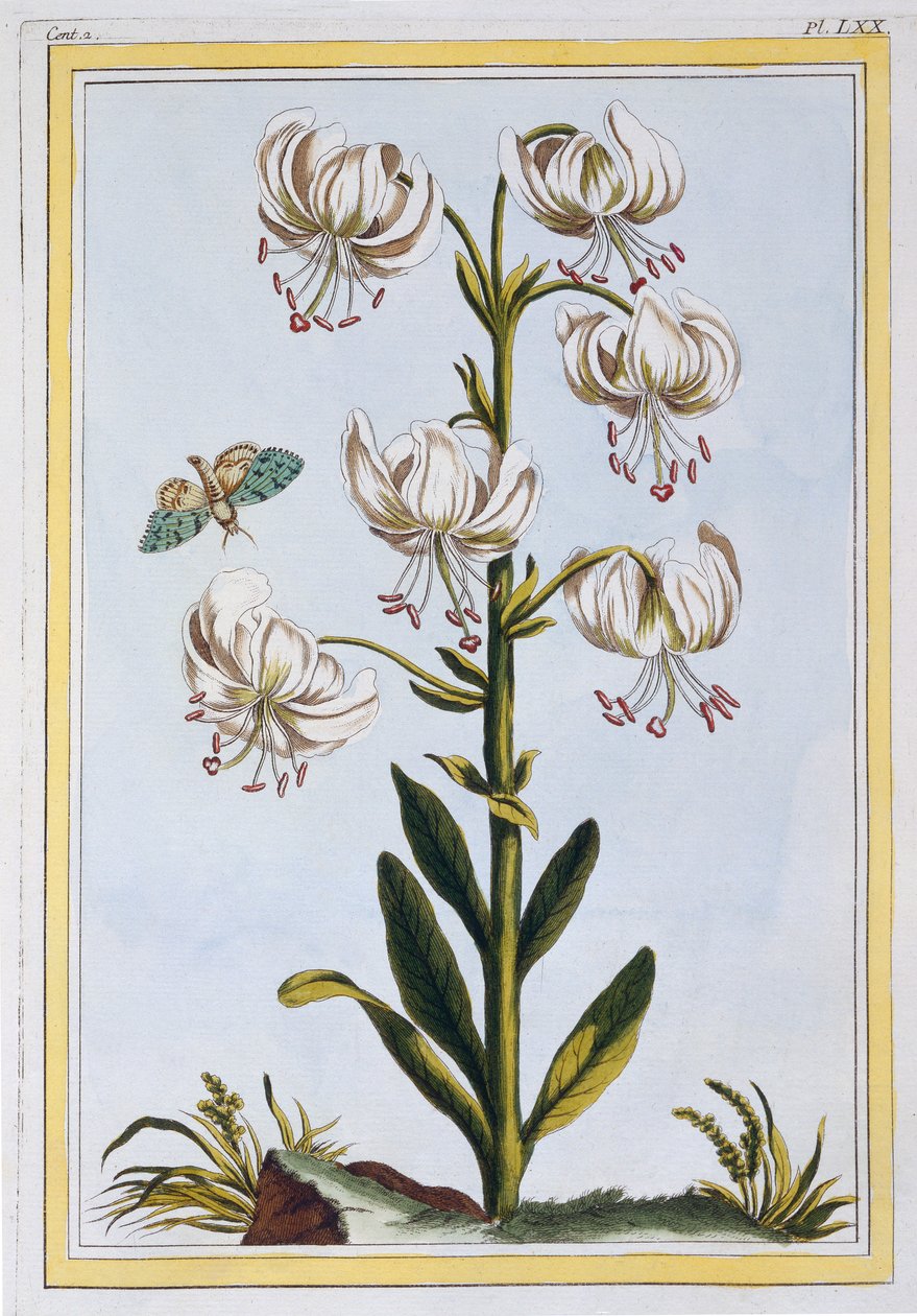 Le Martagan Blanc by Pierre Joseph Buchoz