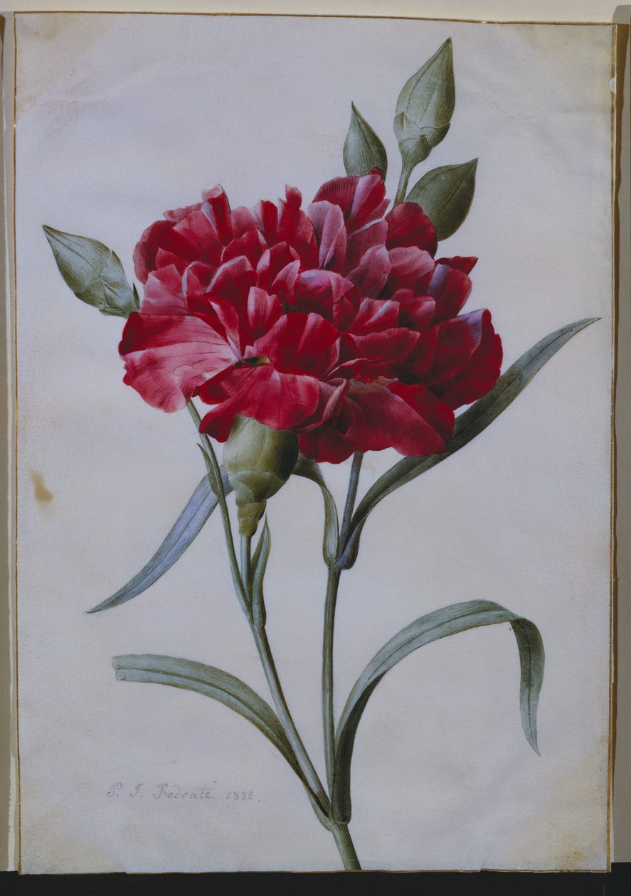 A Dark Red Carnation, 1822 by Pierre Joseph Redouté