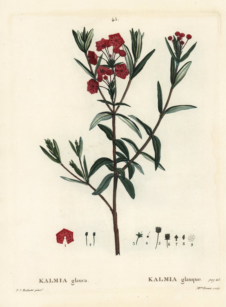 Bog laurel, Kalmia polifolia. Handcoloured stipple engraving by Miss Brenet after an illustration by Pierre-Joseph Redoute from Henri Louis Duhamel du Moncel