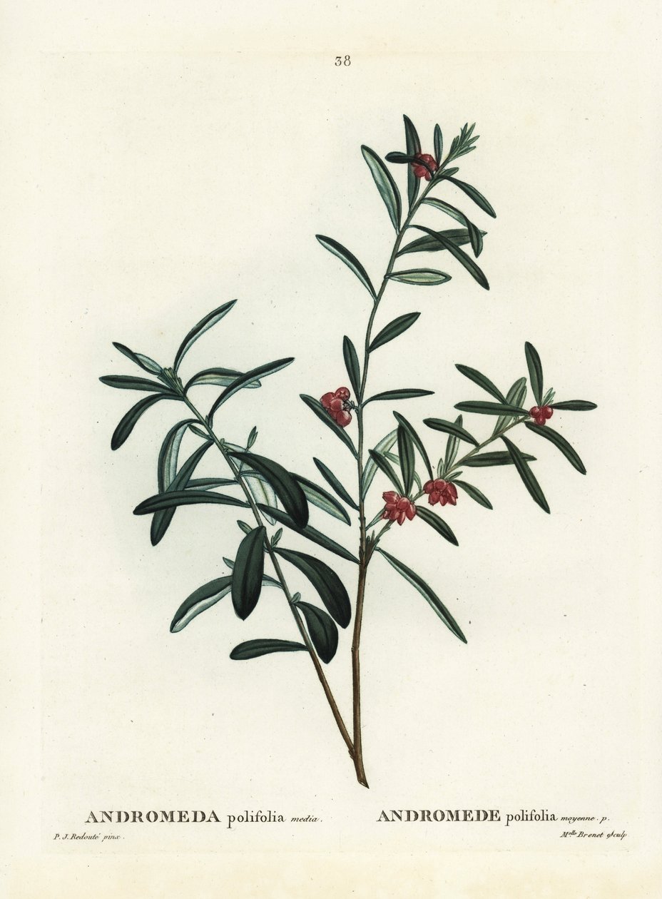 Bog rosemary, Andromeda polifolia. Handcoloured stipple engraving after an illustration by Pierre-Joseph Redoute from Henri Louis Duhamel du Monceau
