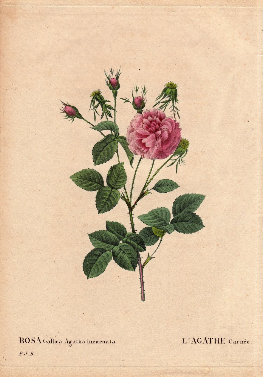 Botanical Board, Flower, Rose Variety: Agathe Carnee by Pierre Joseph Redouté