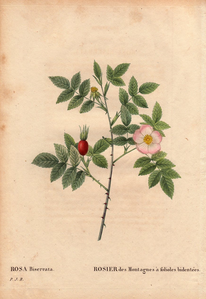 Botanical Board, Flower, Rose Variety: Mountain Rose with bidentee leaflets (Rosa Biserrata). Collected by Doctor Merat before 1812 at Mont Valerien near Paris, France. In 