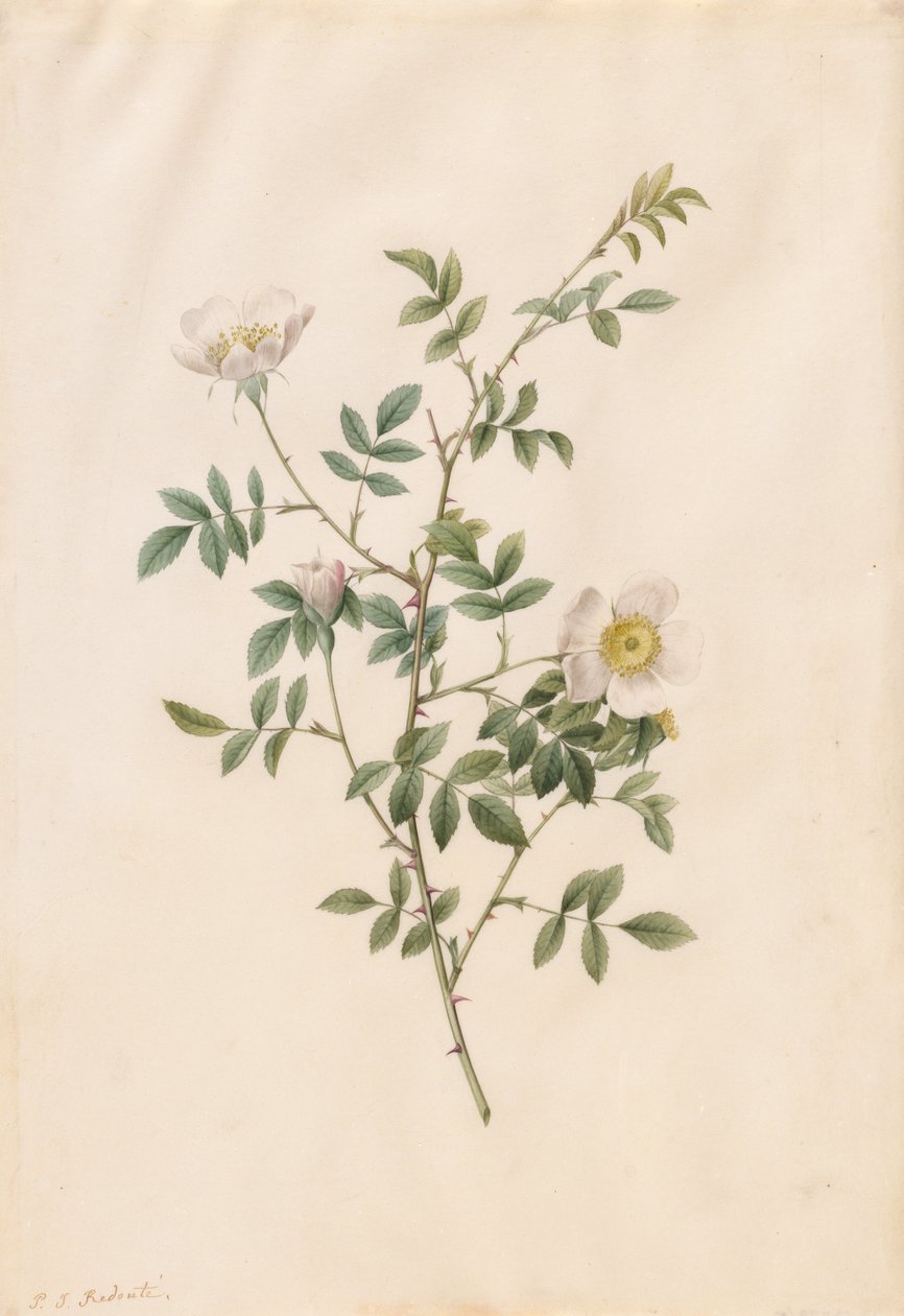 Brier Bush Rose or Dog Rose (Rosa Sepium Rosea) by Pierre Joseph Redouté