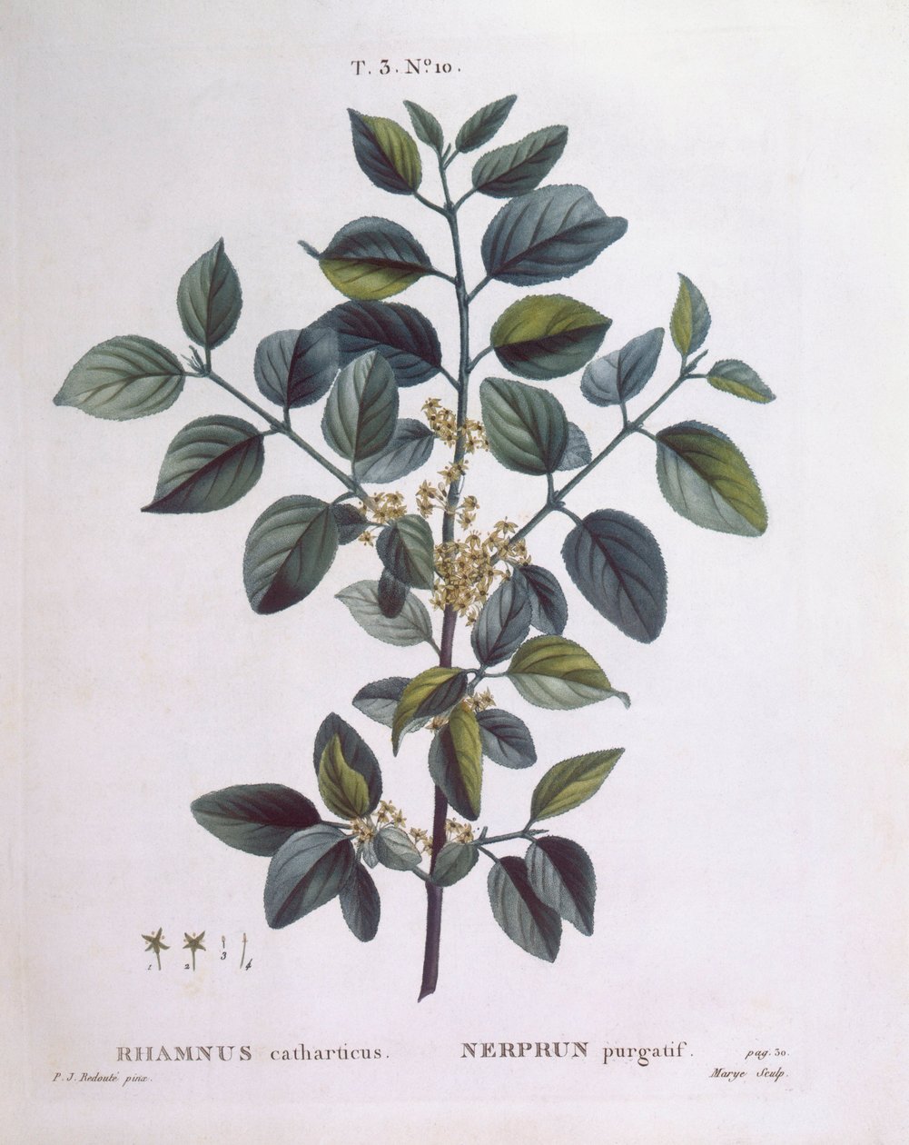 Buckthorn, Henry Louis Duhamel du Monceau, botanical plate by Pierre Joseph Redouté by Pierre Joseph Redouté