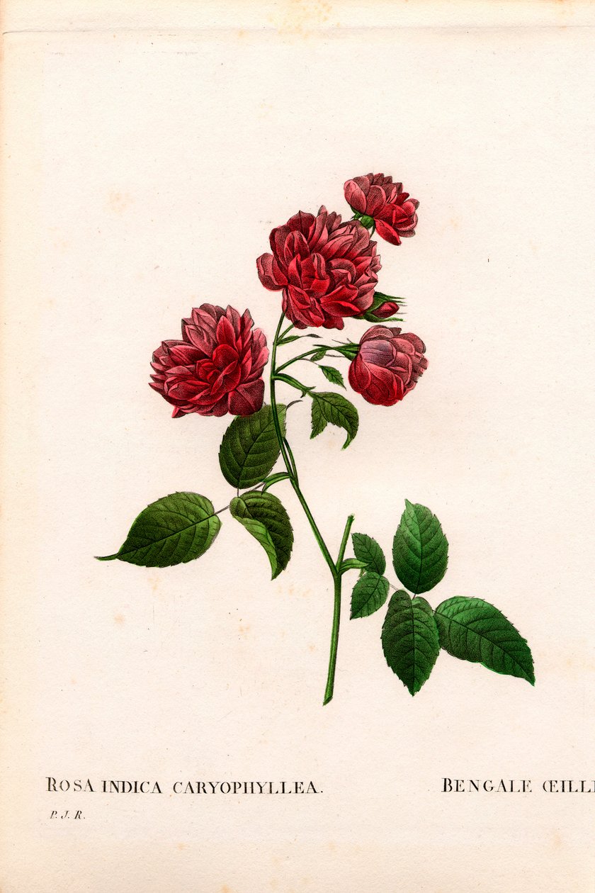 Carnation China rose, Rosa chinensis variety, The Bengal Carnation Carnation by Pierre Joseph Redouté