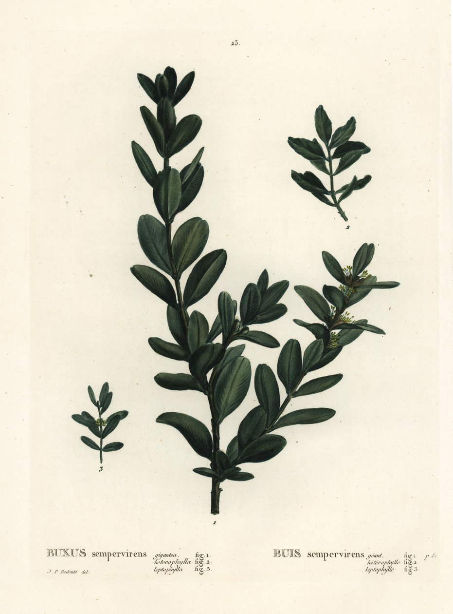 Common box, European box or boxwood, Buxus sempervirens. Handcoloured stipple engraving after an illustration by Pierre-Joseph Redoute from Henri Louis Duhamel du Monceau