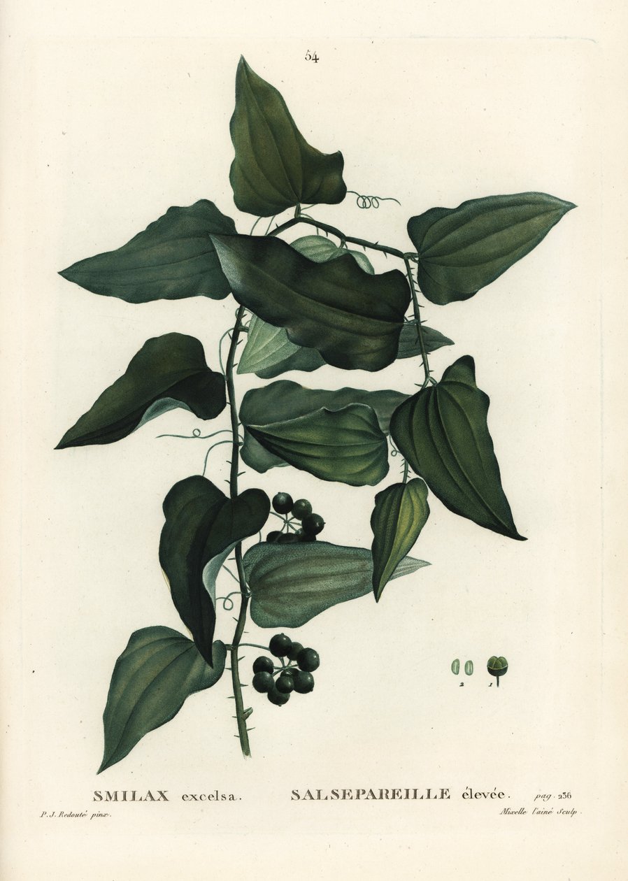 Common smilax, rough bindweed, sarsaparilla or Mediterranean smilax, Smilax aspera (Smilax excelsa). Handcoloured stipple engraving from Henri Louis Duhamel du Moncel
