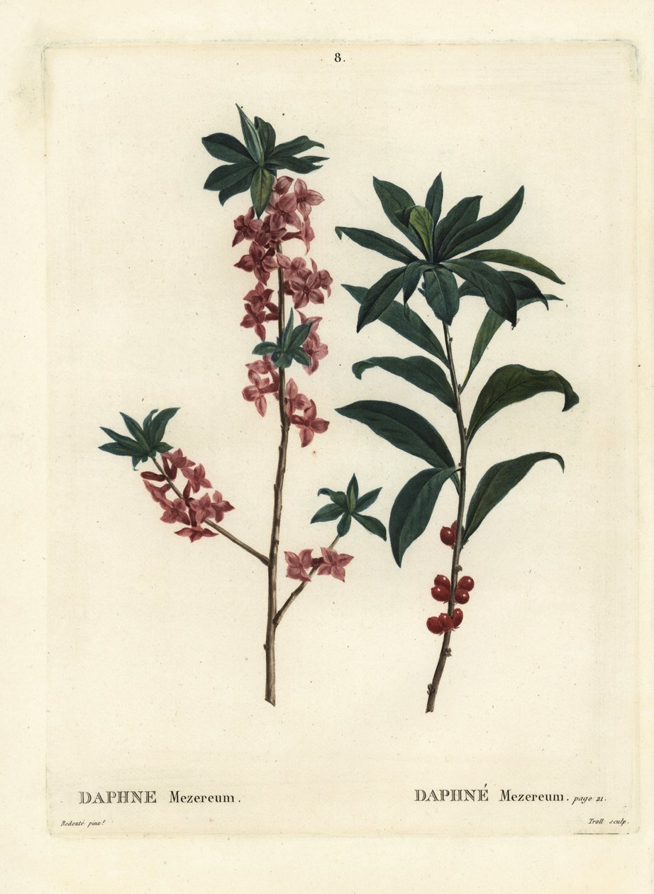Daphne or mezereon, Daphne mezereum. Handcoloured stipple engraving by Troll after an illustration by Pierre-Joseph Redoute from Henri Louis Duhamel du Monceau