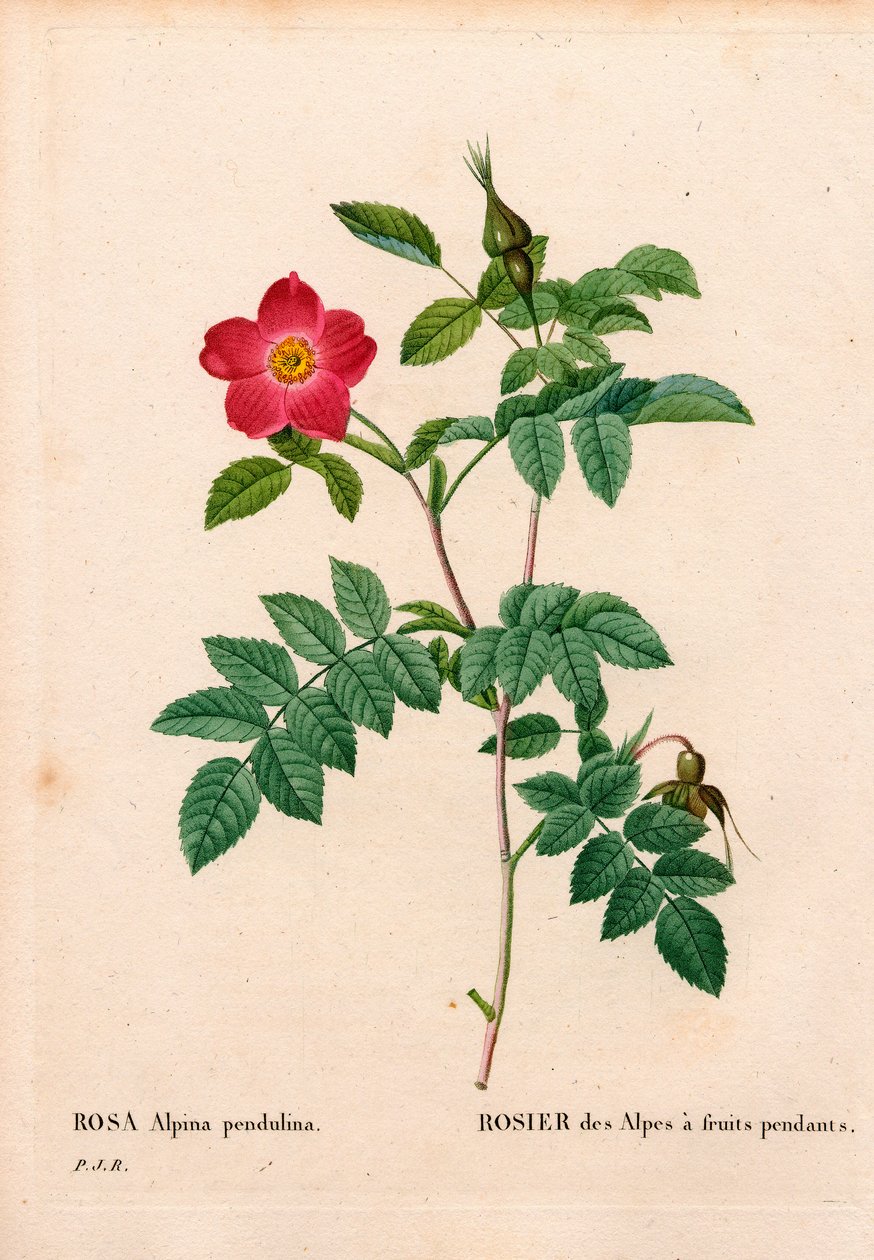 During Fruited Pink Alpine, Rosa Pendulina. Handcoloured Stipple Copperplate Engraving from Pierre Joseph Redoute