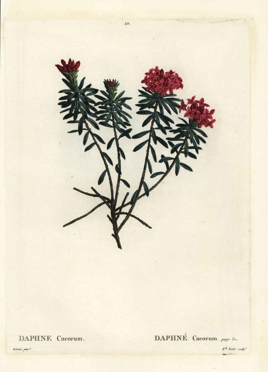 Garland flower rose gold daphne, Daphne cneorum by Pierre Joseph Redouté