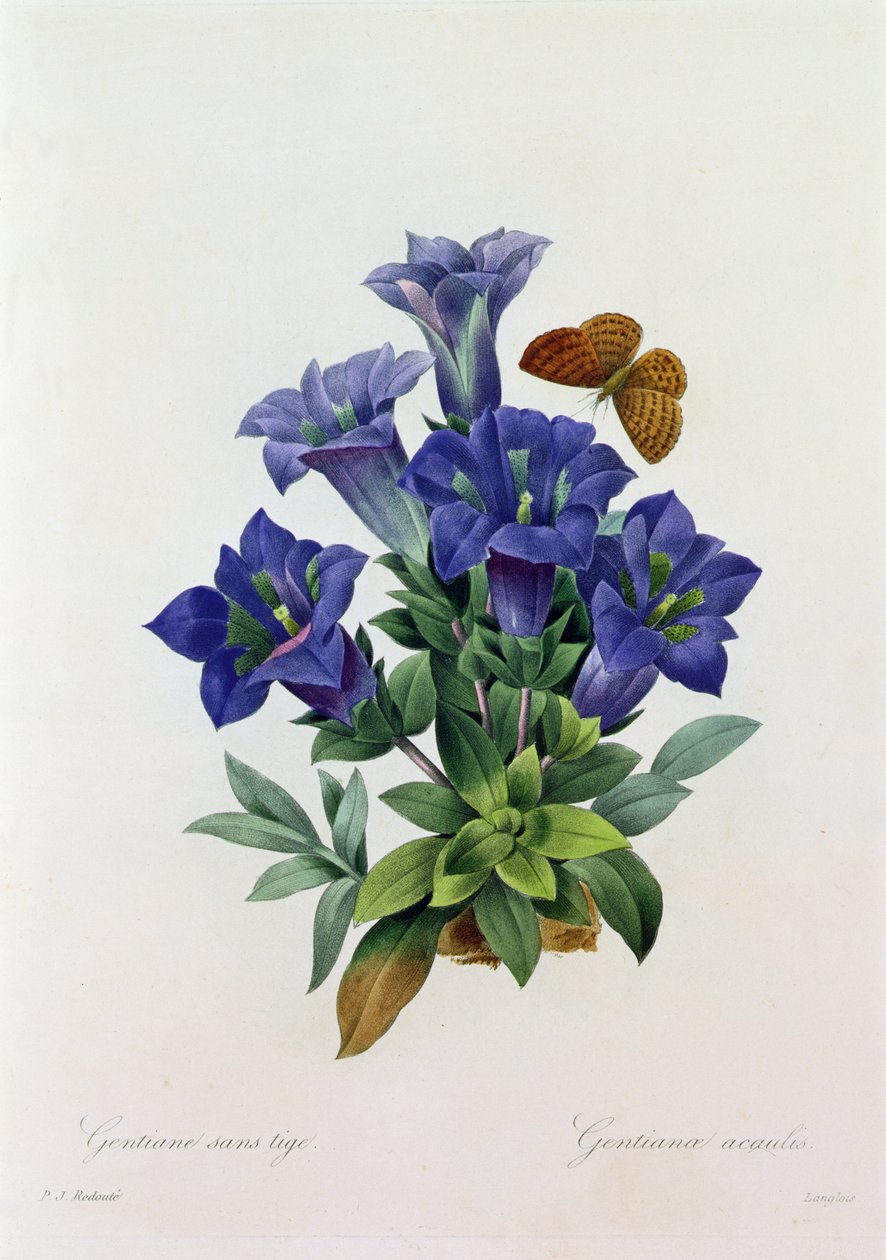 Gentiana Acaulis by Pierre-Joseph Redouté