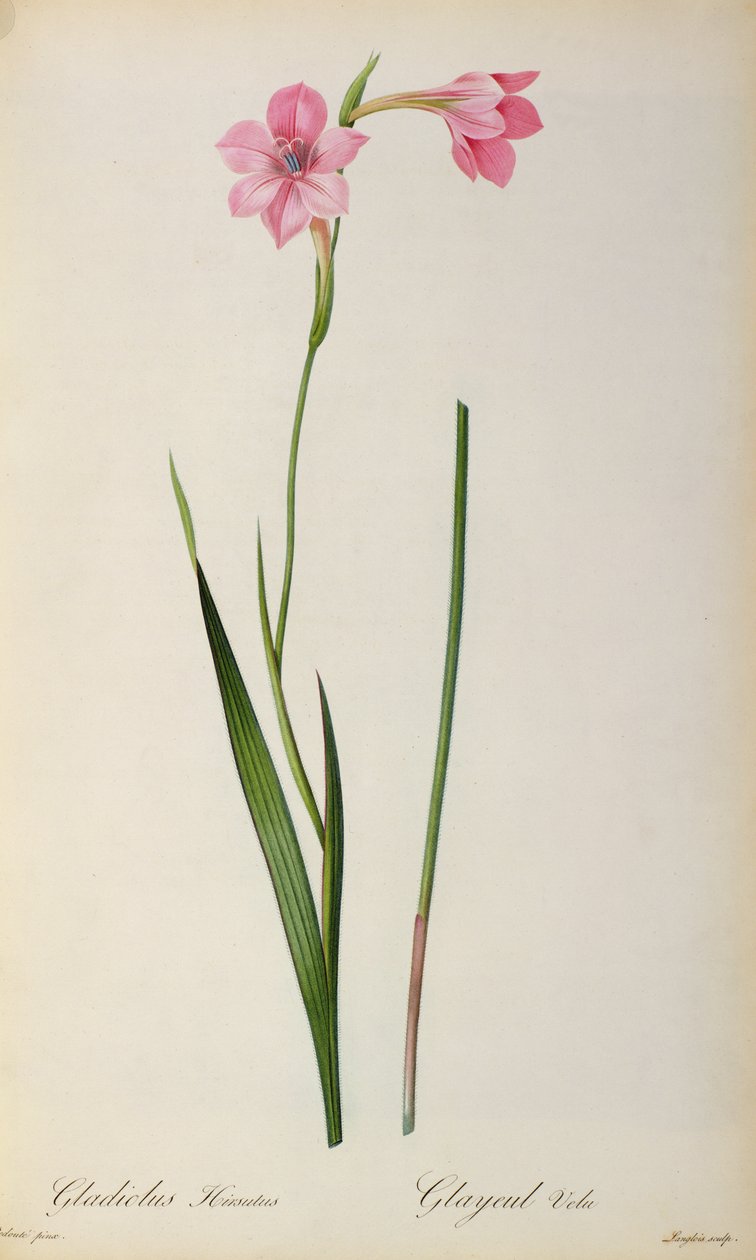 Gladiolus Hirsulus, from 