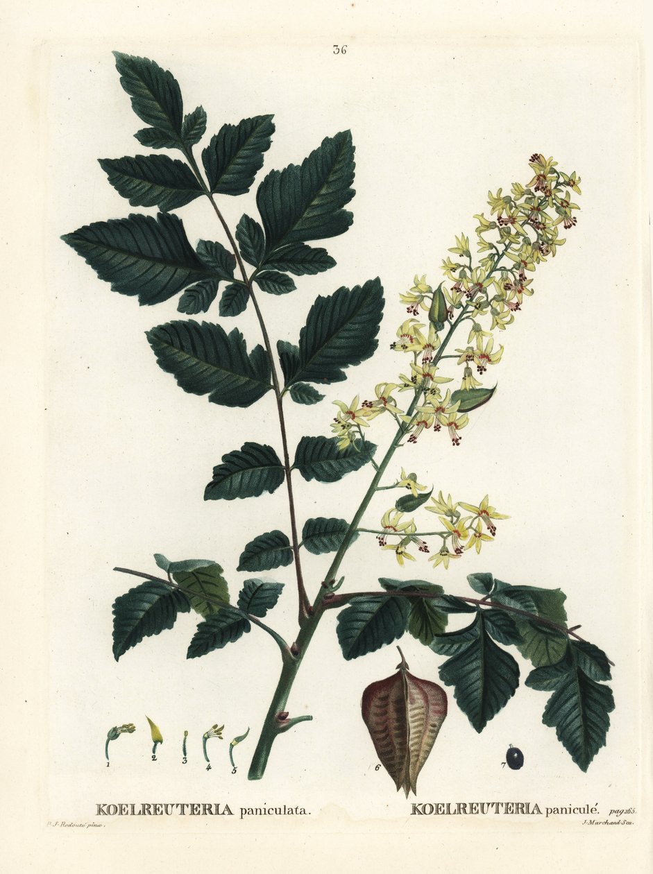 Goldenrain Tree, Pride of India, China Tree or Varnish Tree, Koelreuteria Paniculata. Handcoloured Stipple Engraving by Pierre-Joseph Redoute from Henri Louis Duhamel du Monceau
