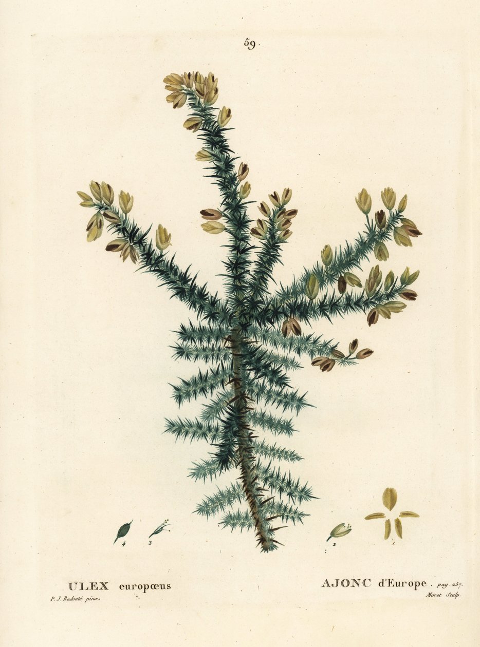 Gorse, furze or whin, Ulex europaeus by Pierre Joseph Redouté