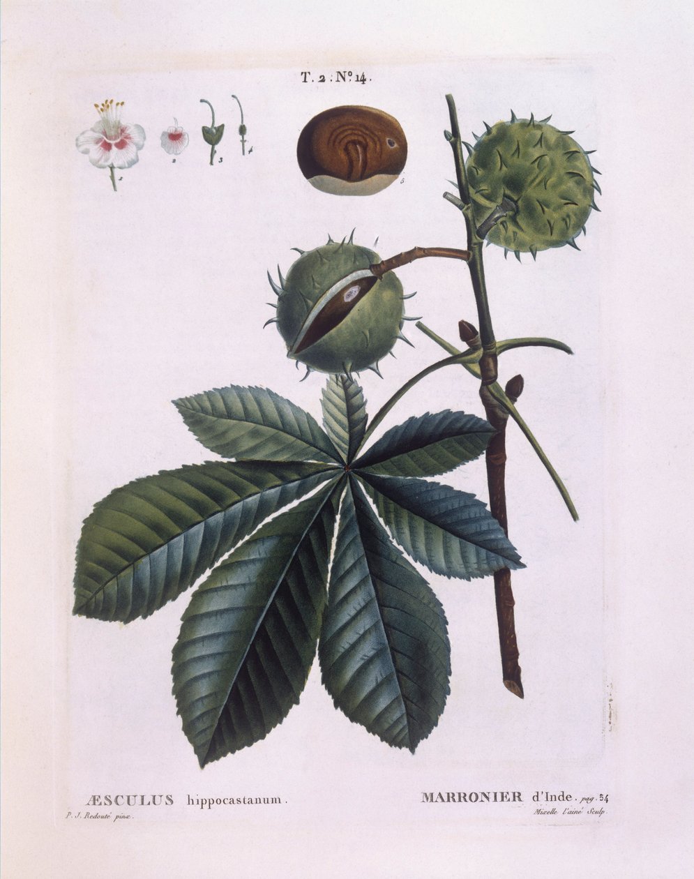 Horse-chestnut or Conker Tree (Aesculus hippocastanum) by Pierre Joseph Redouté