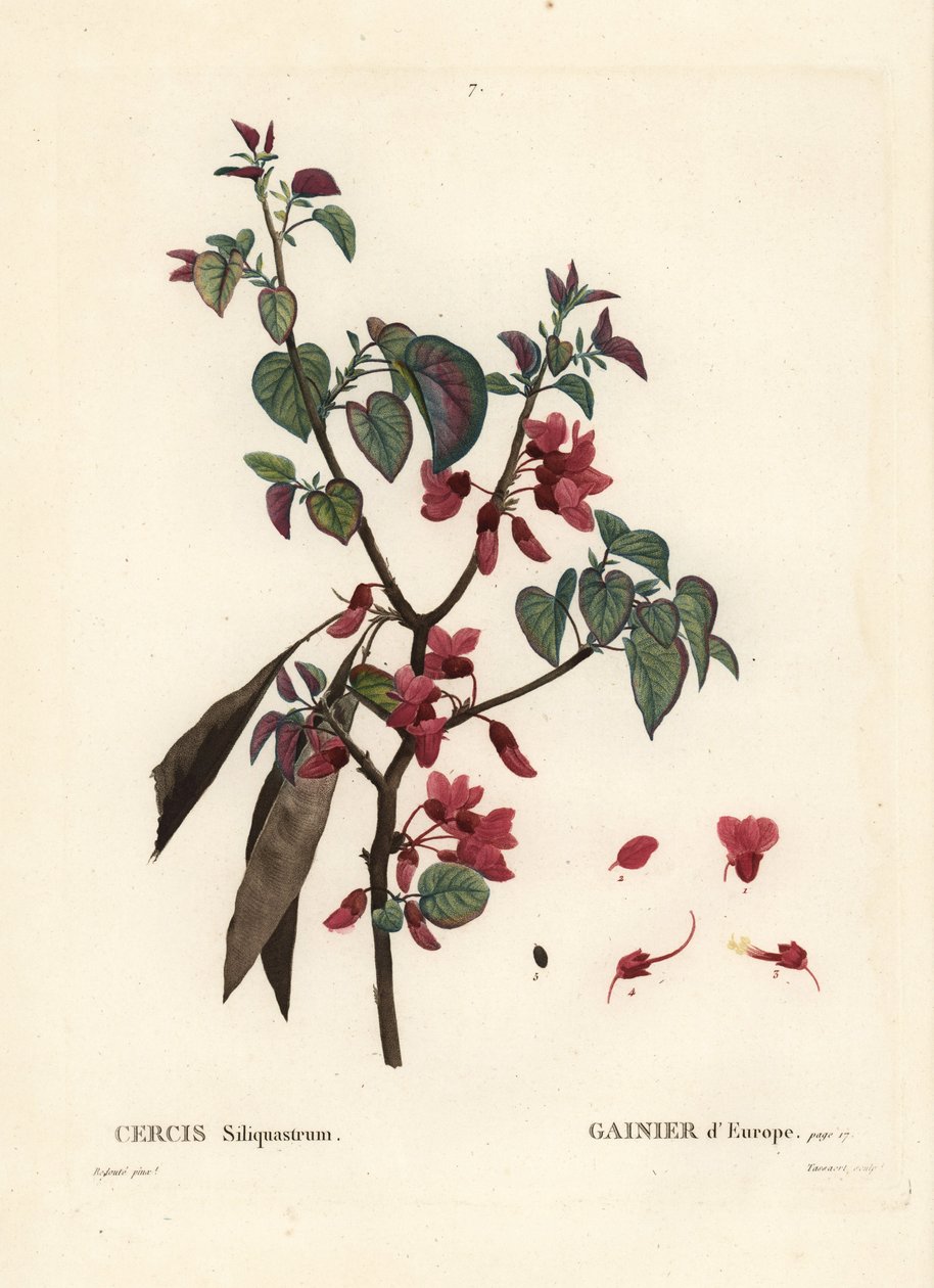 Judas Tree, Cercis Siliquastrum by Pierre Joseph Redouté