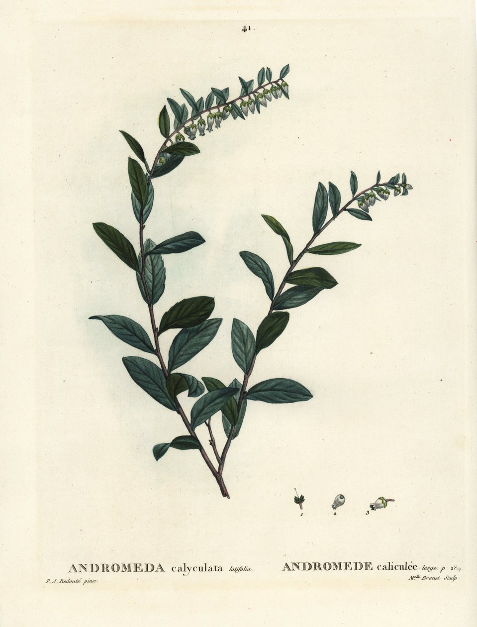 Leatherleaf, Chamaedaphne calyculata. Handcoloured stipple engraving by Miss Brenet after an illustration by Pierre-Joseph Redoute from Henri Louis Duhamel du Moncel