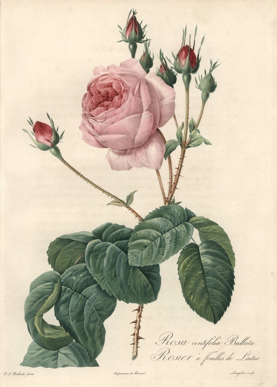 Lettuce Leaf Rose - Engraving by Langlois, Based on an Illustration by Pierre Joseph Redoute, from Les Roses by Pierre Joseph Redouté
