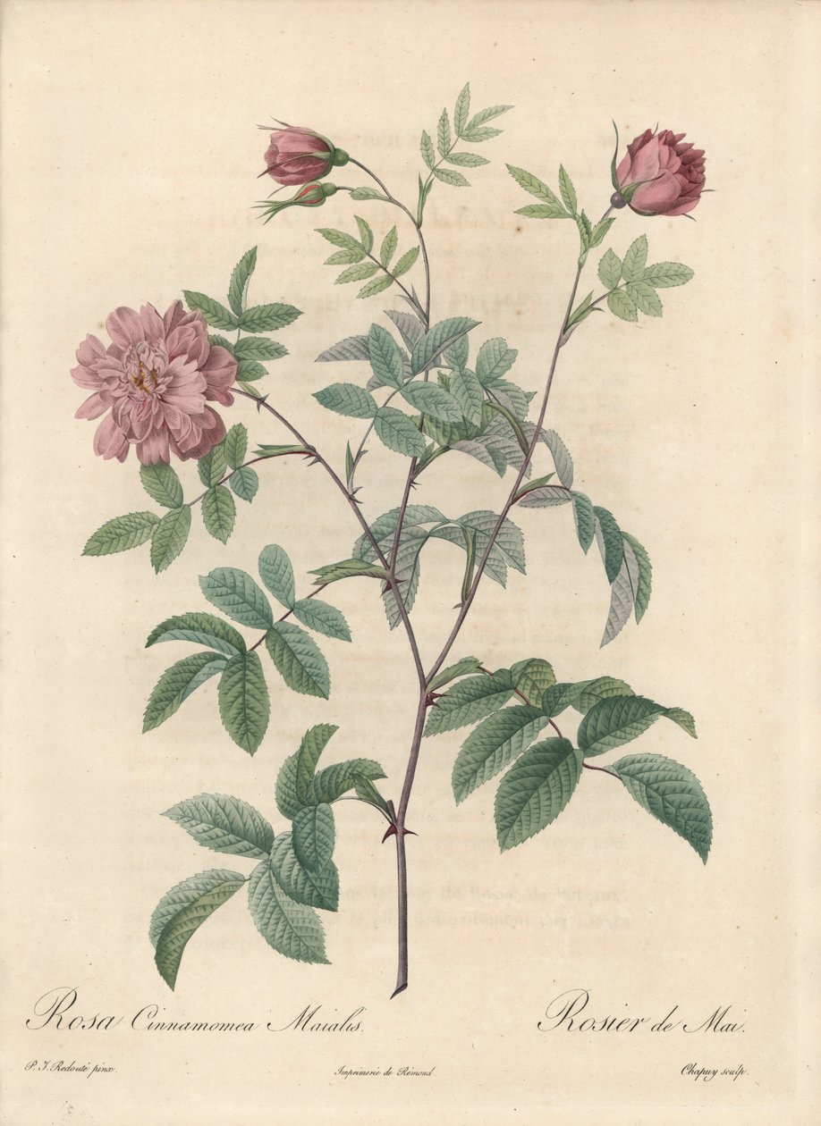 May Rose or Cinnamon Rose - Engraving by Chapuy, from an Illustration by Pierre Joseph Redoute, Extract from Les Roses by Pierre Joseph Redouté