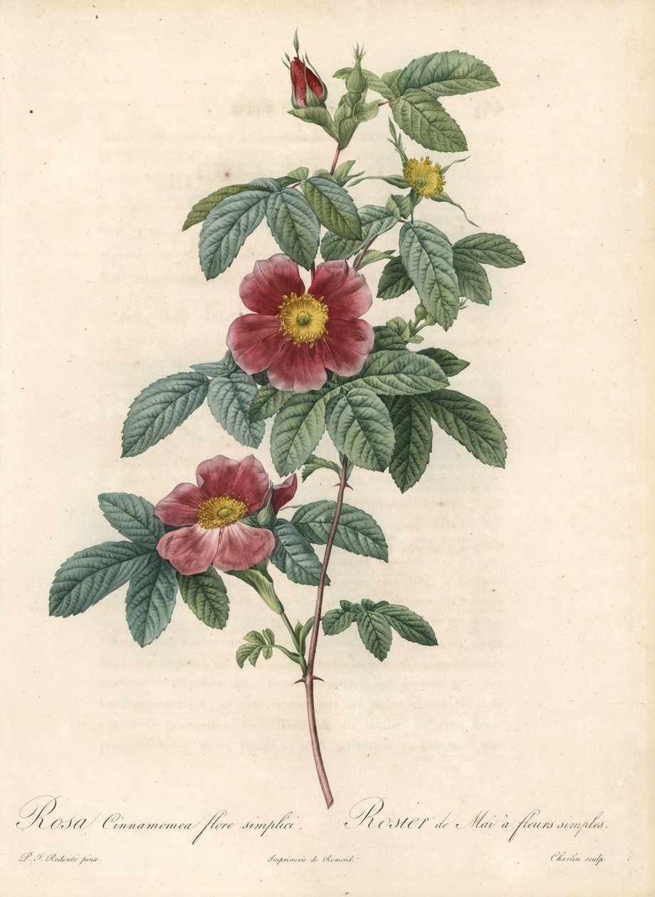May Rose or Cinnamon Rose - Engraving by Charlin, from an Illustration by Pierre Joseph Redoute, from Les Roses by Pierre Joseph Redouté