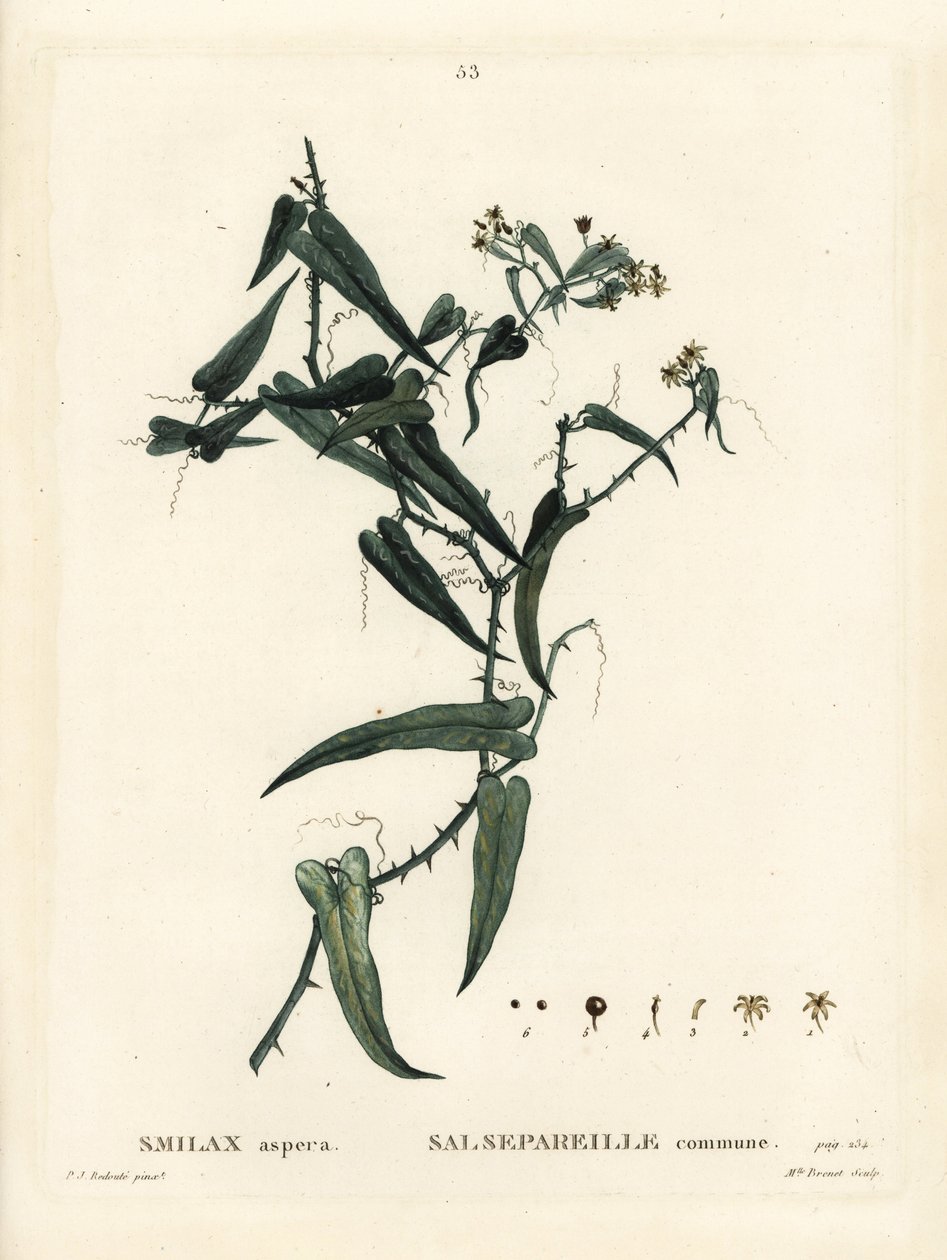 Mediterranean smilax, Smilax aspera. Handcoloured stipple engraving by Miss Brenet after an illustration by Pierre-Joseph Redoute from Henri Louis Duhamel du Moncel