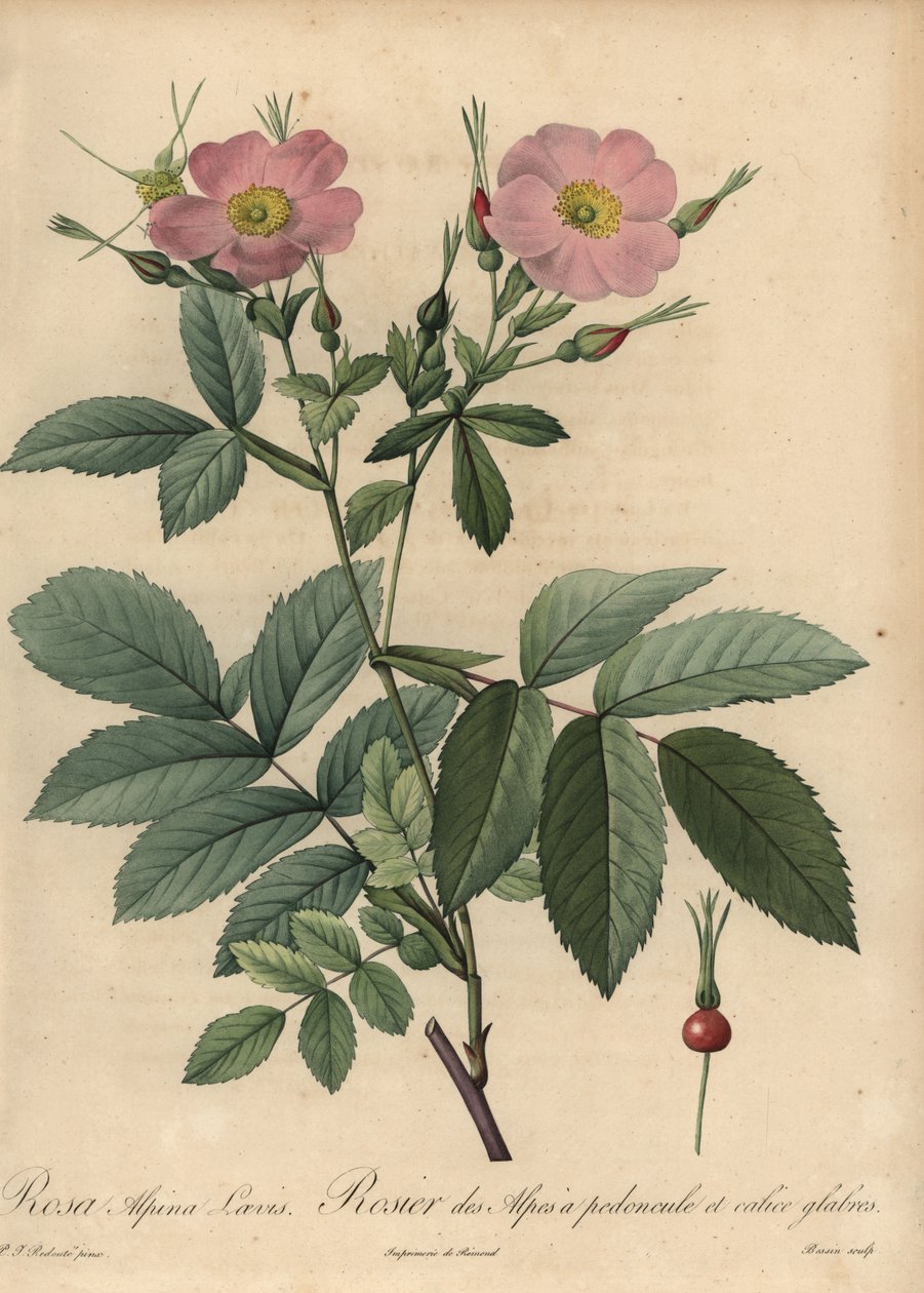 Pink alpine rose, Rosa pendulina by Pierre Joseph Redouté