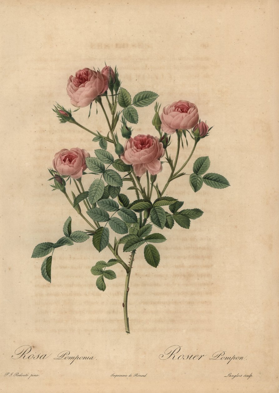 Pink Pompon Rose, Rosa Centifolia by Pierre Joseph Redouté