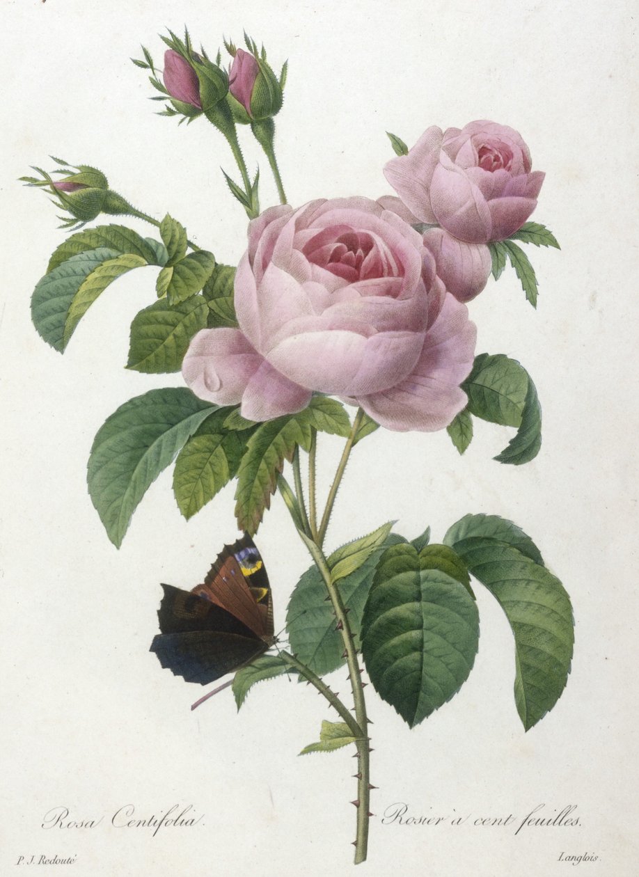 Rosa Centifolia, Rosier a cent feuilles, from Choix Des Plus Belle Fleurs et des Plus Beaux Fruits, 1827 (hand-coloured stipple engraving) by Pierre Joseph Redouté