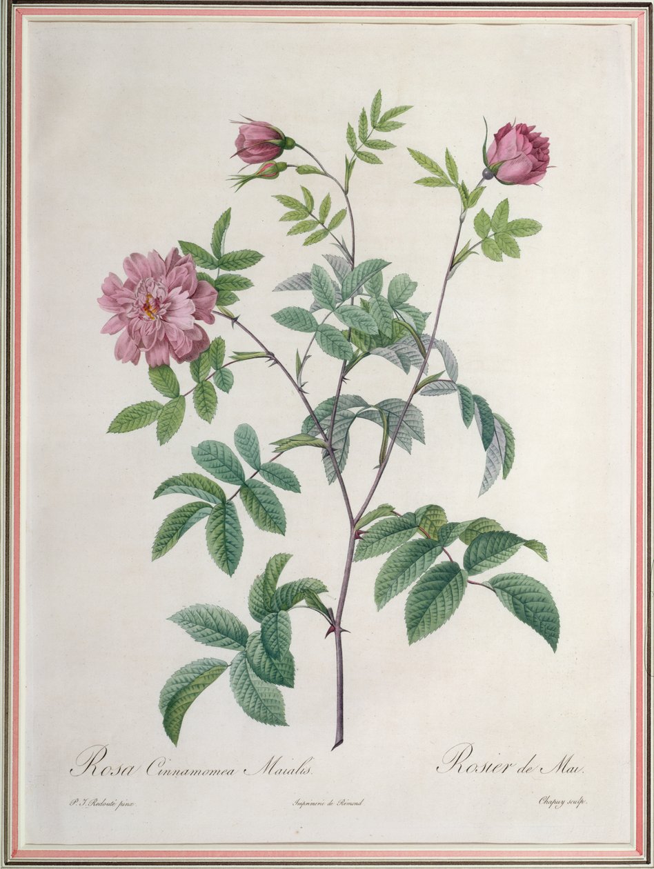 Rosa Cinnamomea Maialis, Engraved by Chapuy, Published by Remond by Pierre Joseph Redouté