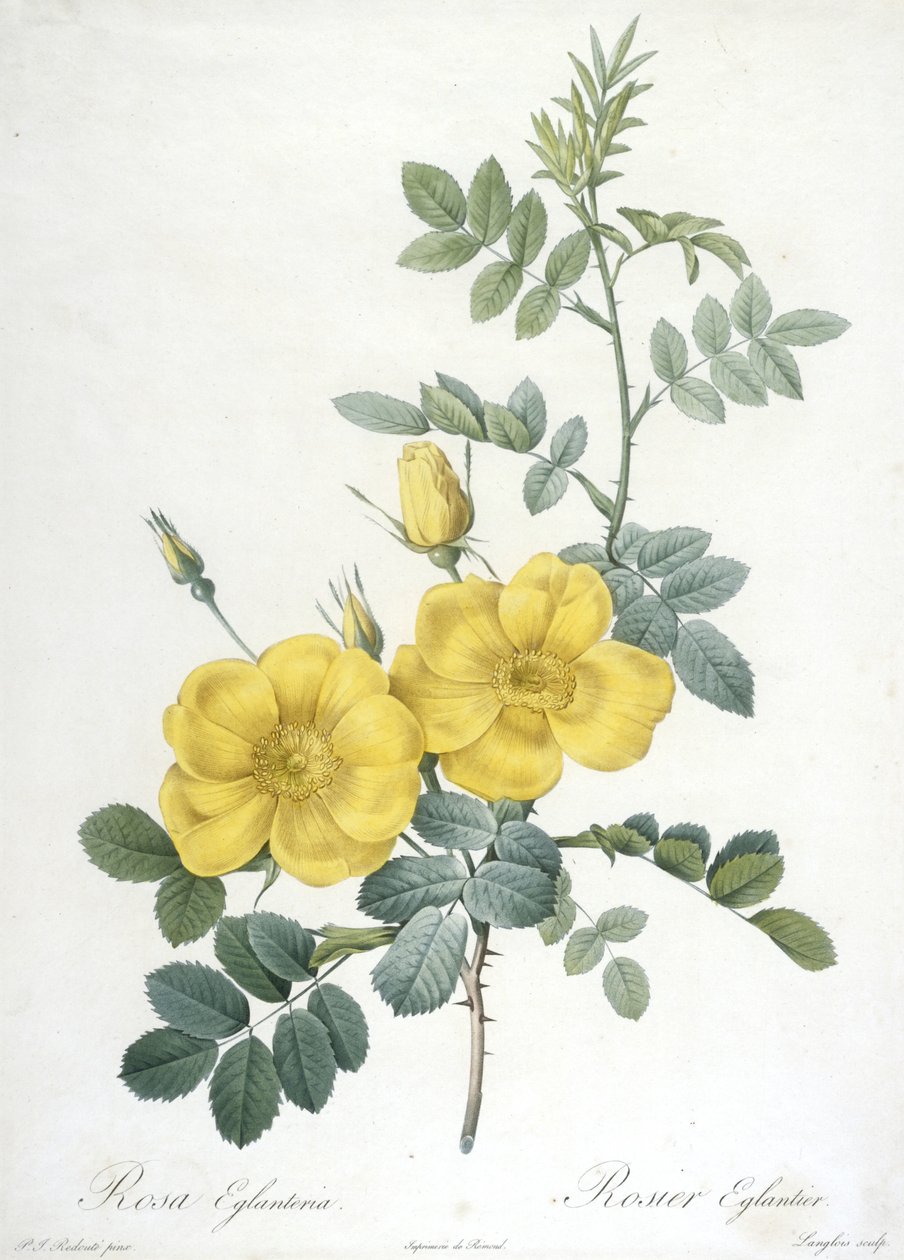 Rosa Eglanteria, from Les Roses, 1817-24 by Pierre Joseph Redouté
