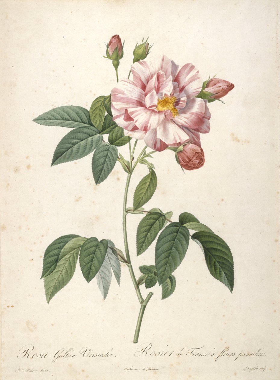 Rosa Gallica Versicolor, from Les Roses, 1817-24 by Pierre Joseph Redouté