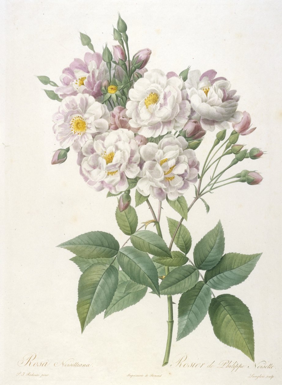Rosa noisettiana, from La Couronne des Roses, 1817-24 by Pierre Joseph Redouté