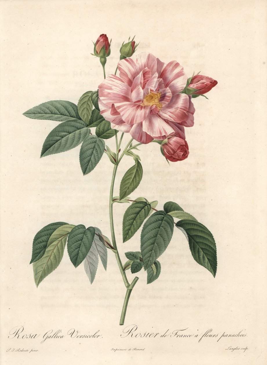 Rosier de France ou rose de Provins, variete versicolor - Etching by Langlois, from an illustration by Pierre Joseph Redoute (1759-1840), extract from Les Roses by Pierre Joseph Redouté