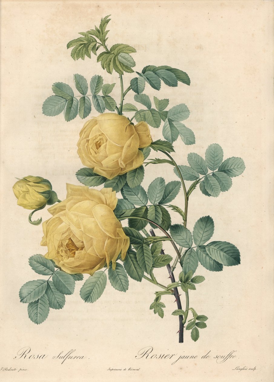 Rosier des Turks - Engraving by Langlois, Based on an Illustration by Pierre Joseph Redoute, from Les Roses by Pierre Joseph Redouté